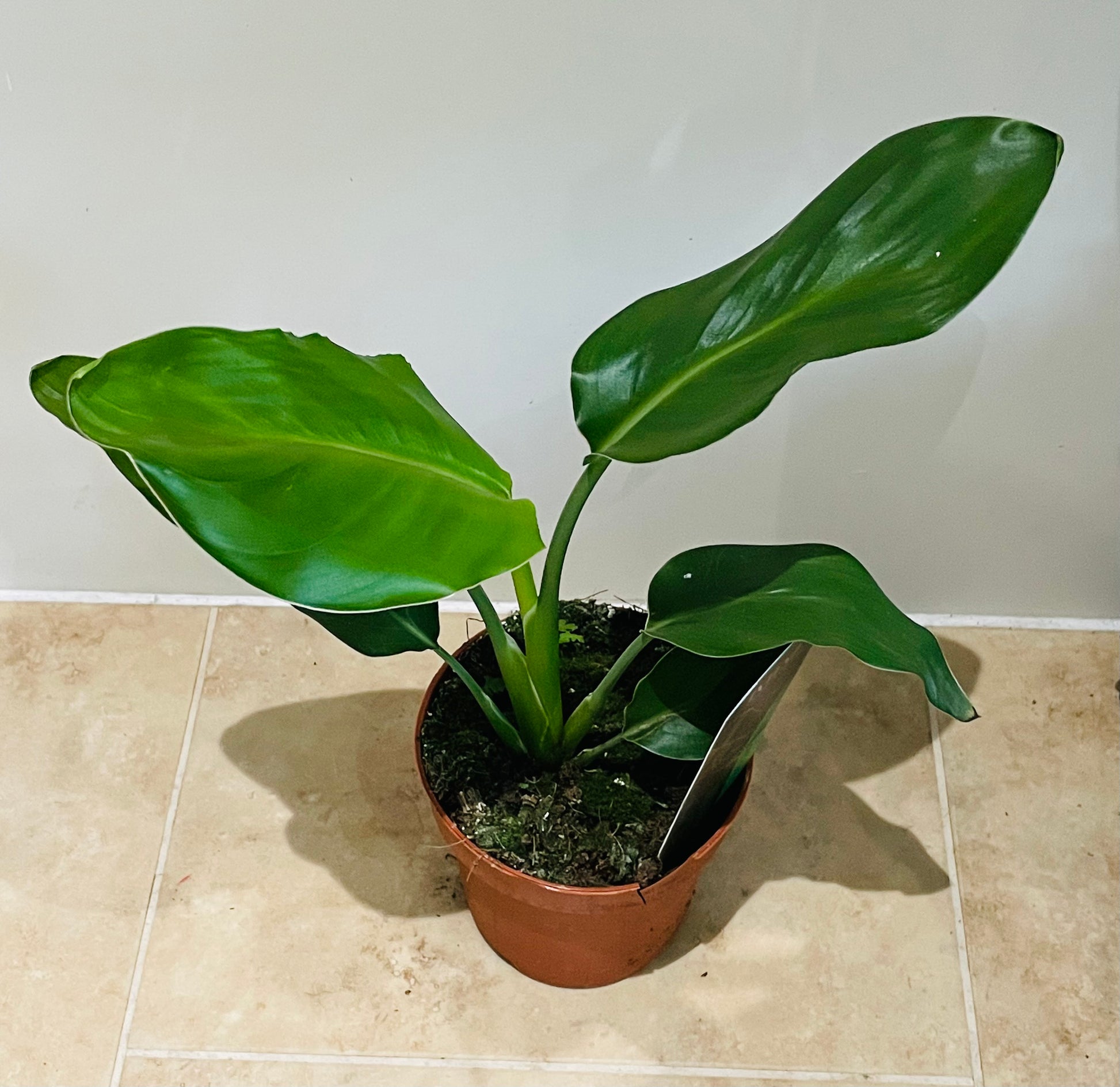 Strelitzia Reginae Bird Of Paradise in a 9cm pot Cassandra's Plants