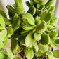 Cotyledon Tomentosa “Bear’s Paw” 10.5cm Pot Cassandra's Plants