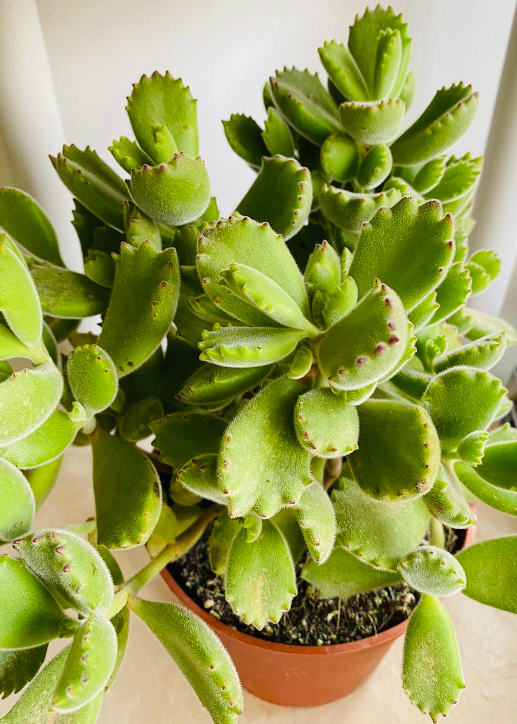Cotyledon Tomentosa “Bear’s Paw” 10.5cm Pot Cassandra's Plants