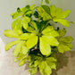 Schefflera Charlotte in a 13cm pot Cassandra's Plants