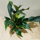 Platycerium Bifurcatum Staghorn Fern In a 12cm pot Cassandra's Plants