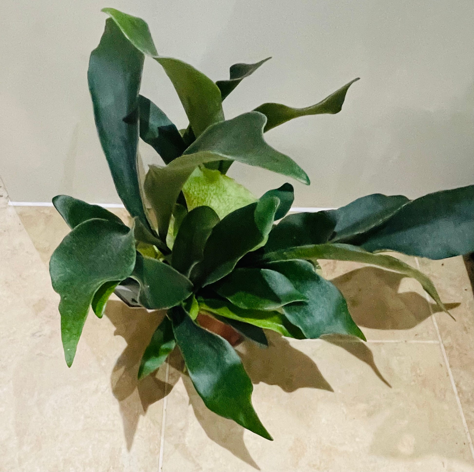 Platycerium Bifurcatum Staghorn Fern In a 12cm pot Cassandra's Plants