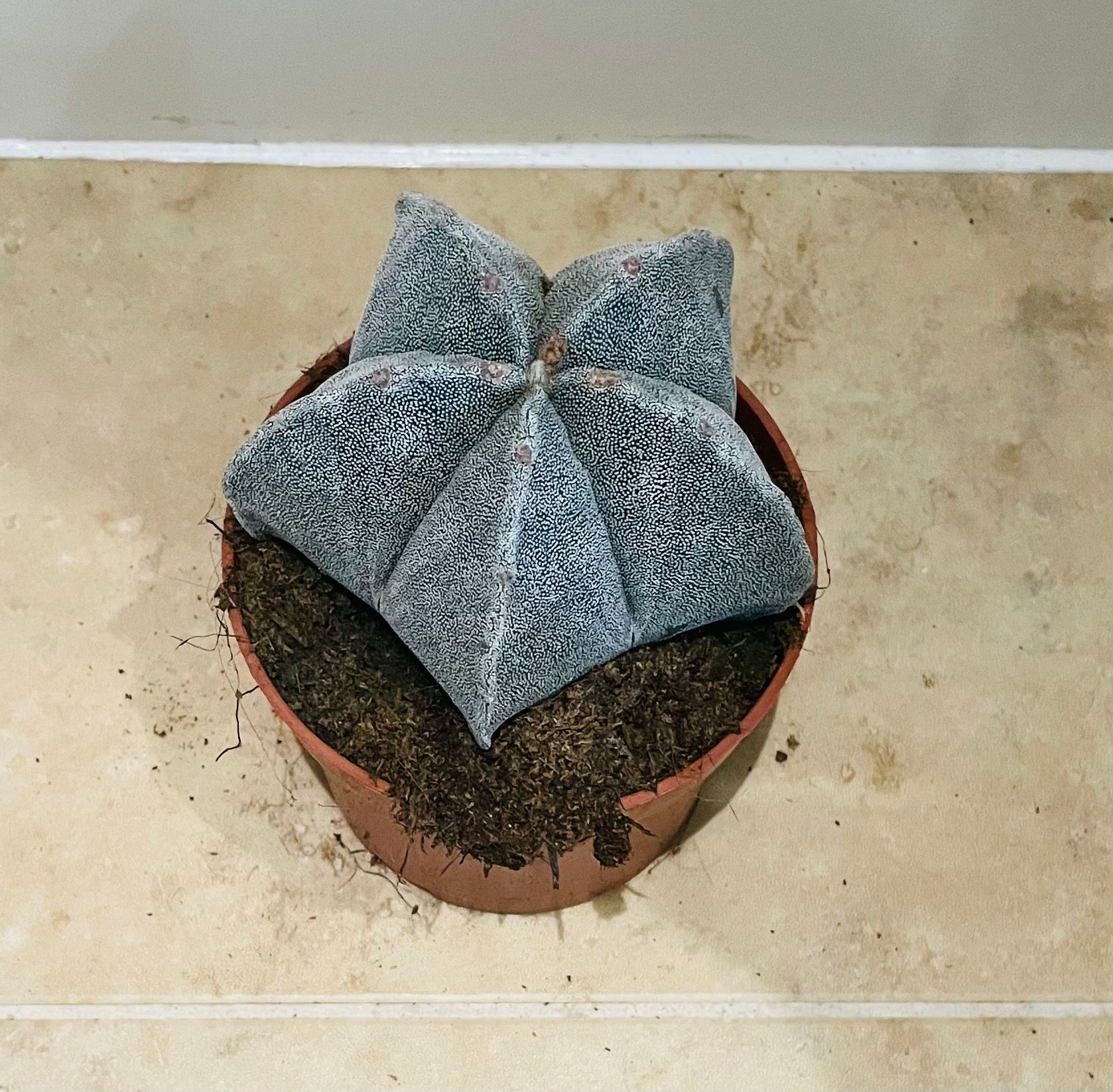 Astrophytum Myriostigma Bishops Cap 10.5cm Pot Cassandra's Plants