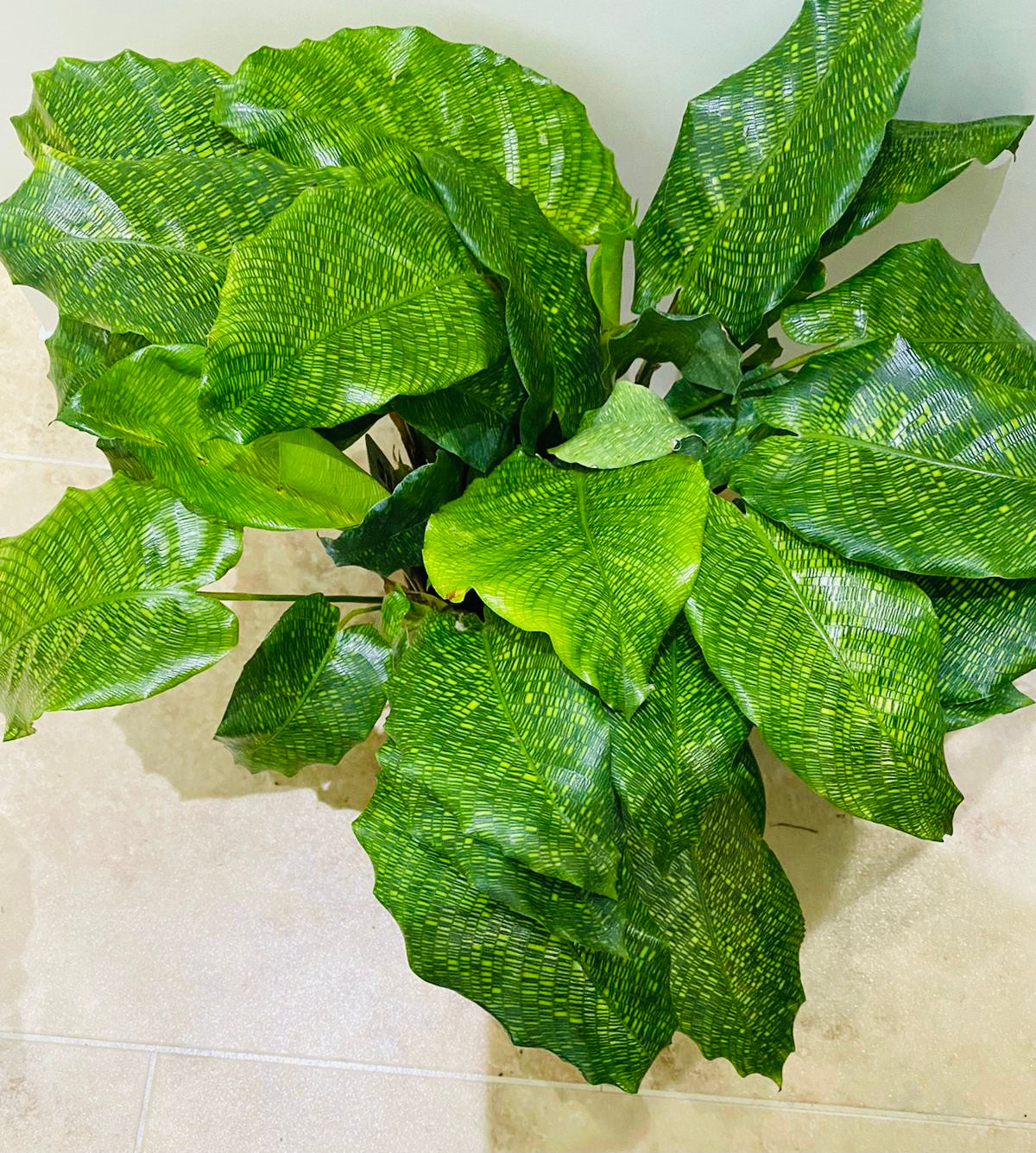 Calathea Musaica / Network 14cm Pot Cassandra's Plants