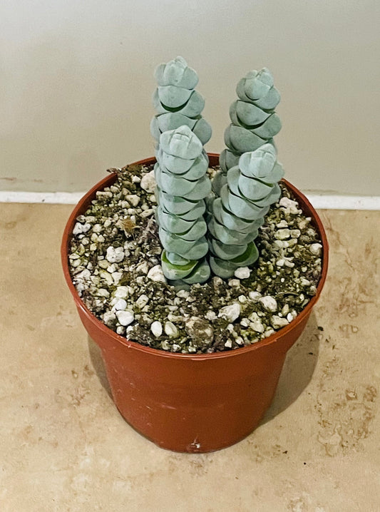 Crassula Plegmatoides 8cm pot Cassandra's Plants