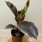 Ficus Elastica Belize ‘Rubber Plant’ in 12cm Pot Cassandra's Plants