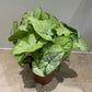 Syngonium Podophyllum Albovirens in a 12cm Pot Cassandra's Plants