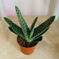 Gasteria Bicolor Succulent in 5.5cm Pot Cassandra's Plants