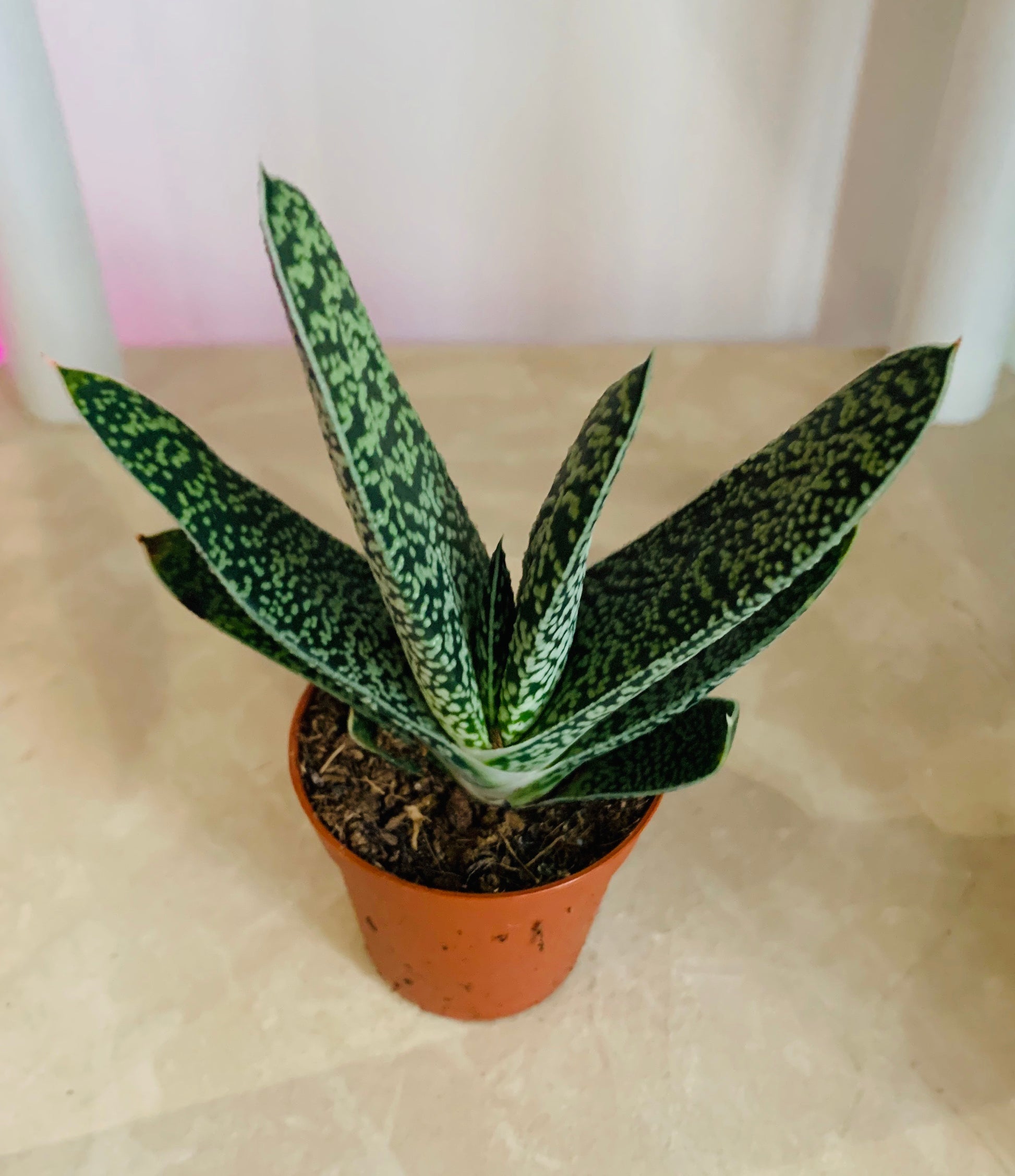 Gasteria Bicolor Succulent in 5.5cm Pot Cassandra's Plants