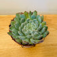 Echeveria Setosa