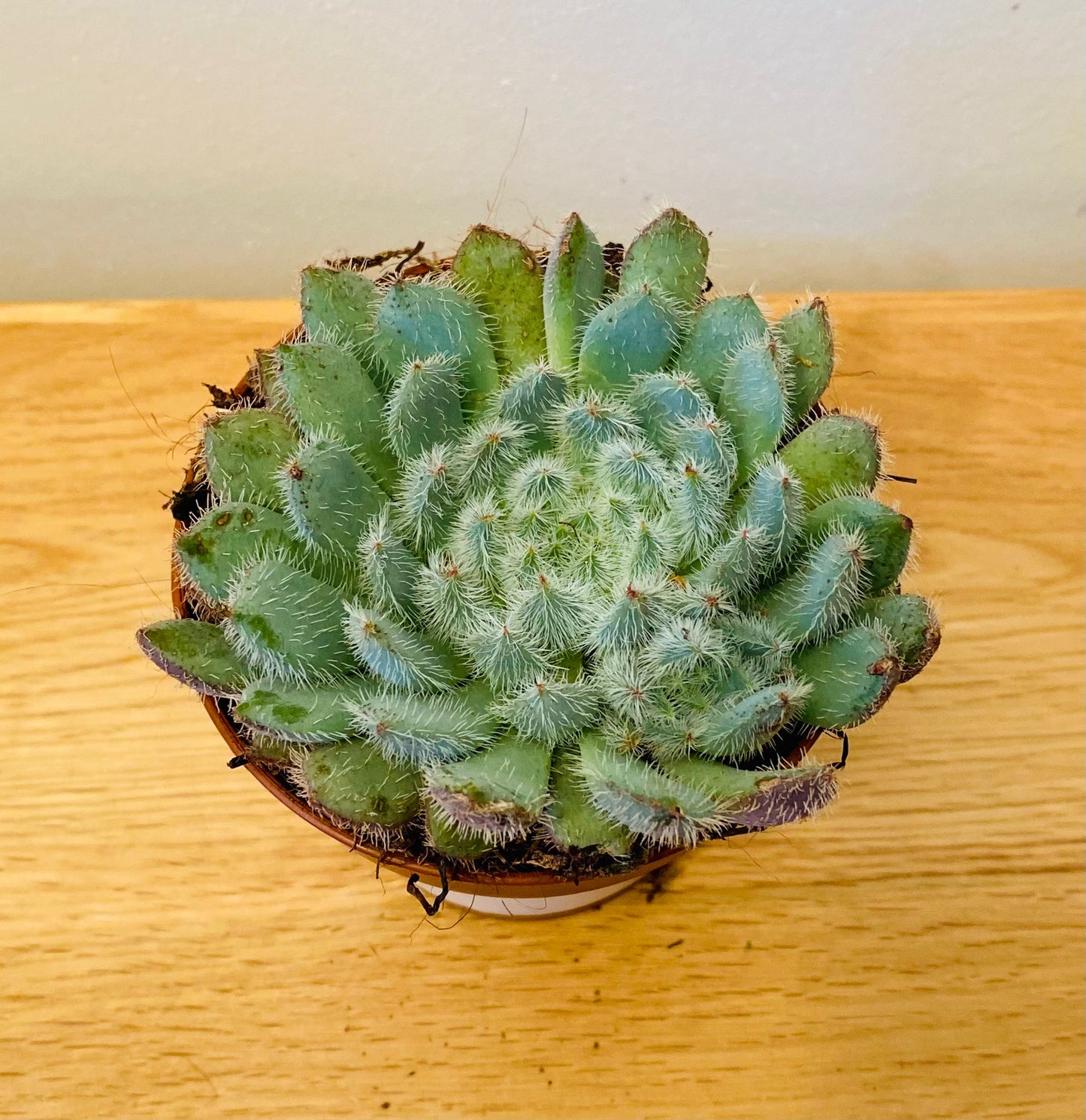 Echeveria Setosa