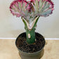 Euphorbia Lactea Cristata Mermaid Tail 