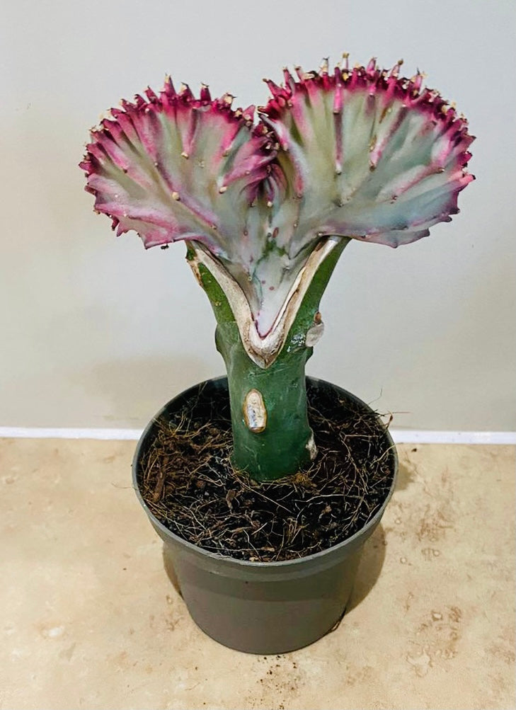 Euphorbia Lactea Cristata Mermaid Tail 