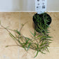Ceropegia Linearis String Of Needles 8cm Pot Cassandra's Plants