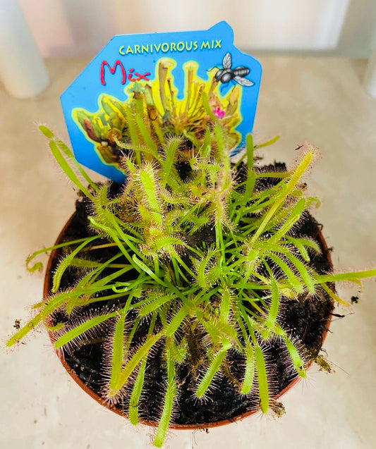 Drosera Capensis Sundew in a 9cm pot Cassandra's Plants