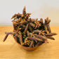 Rhipsalis Horrida in a 12cm Pot Cassandra's Plants