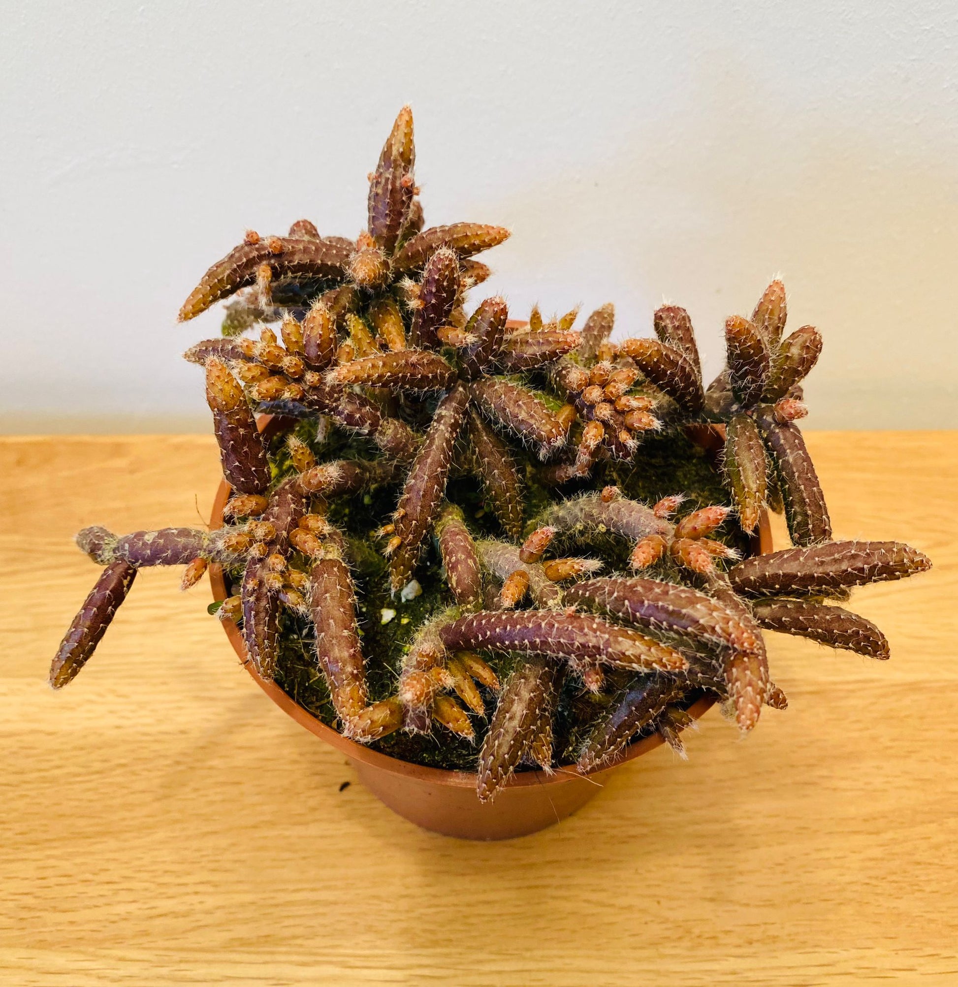 Rhipsalis Horrida in a 12cm Pot Cassandra's Plants