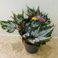 Begonia Rex “Sumatra Green” 13cm Pot Cassandra's Plants