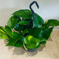 Epipermnum Aureum Golden Pothos 15cm Hanging Pot Cassandra's Plants