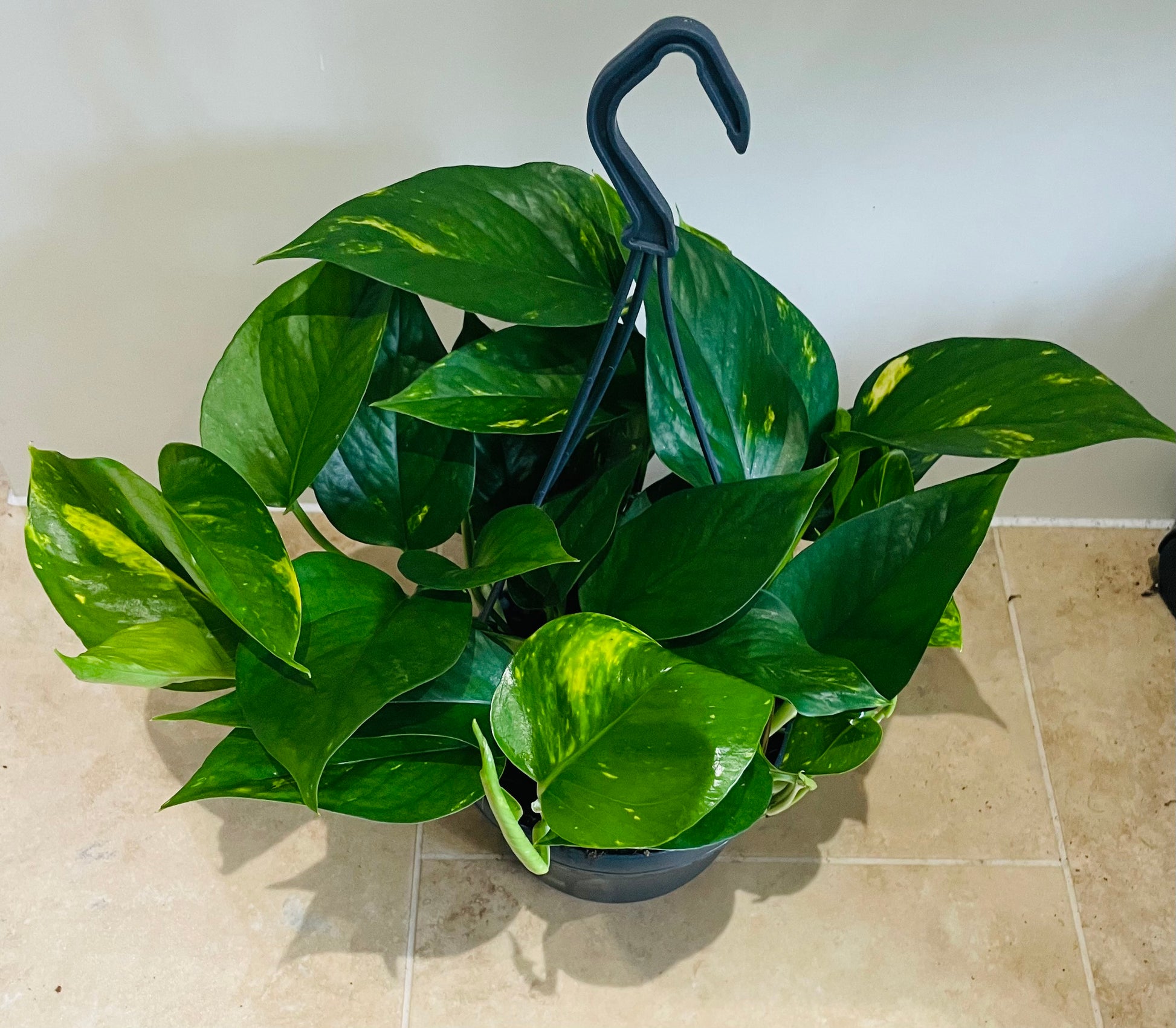 Epipermnum Aureum Golden Pothos 15cm Hanging Pot Cassandra's Plants