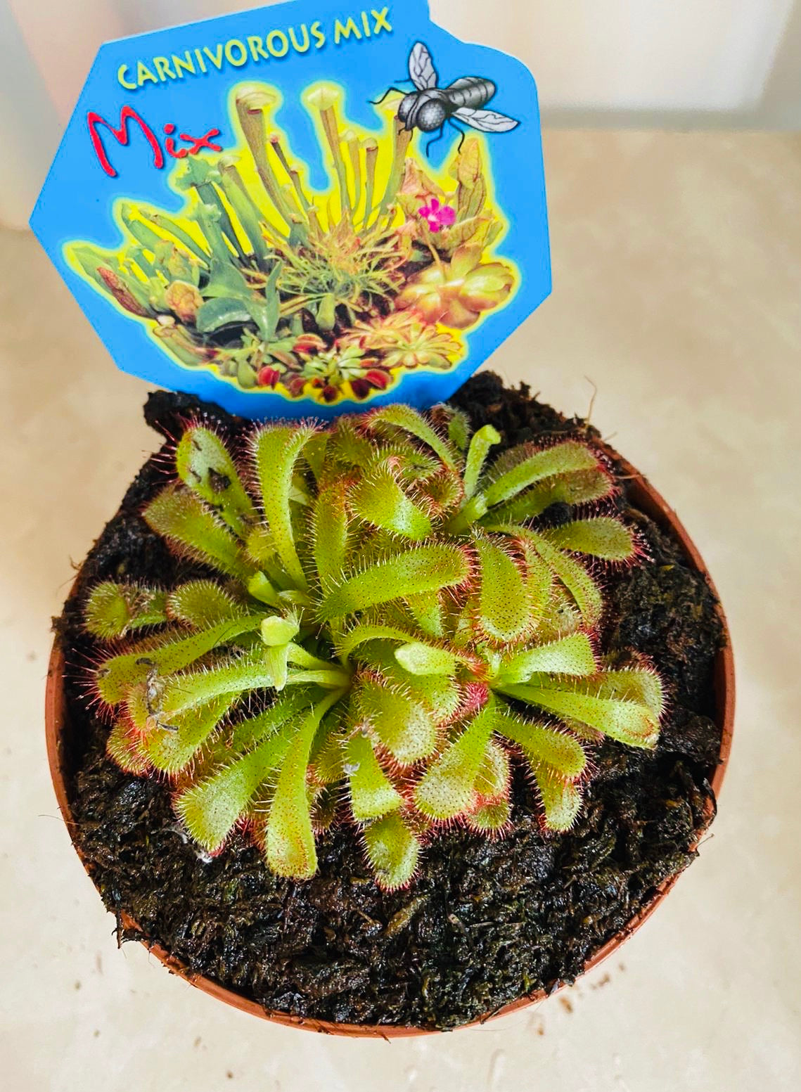 Drosera Spatulata Spoon Leaved Sundew in a 9cm pot Cassandra's Plants