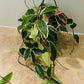 Hoya Carnosa Krimson Queen in 15cm Pot Cassandra's Plants