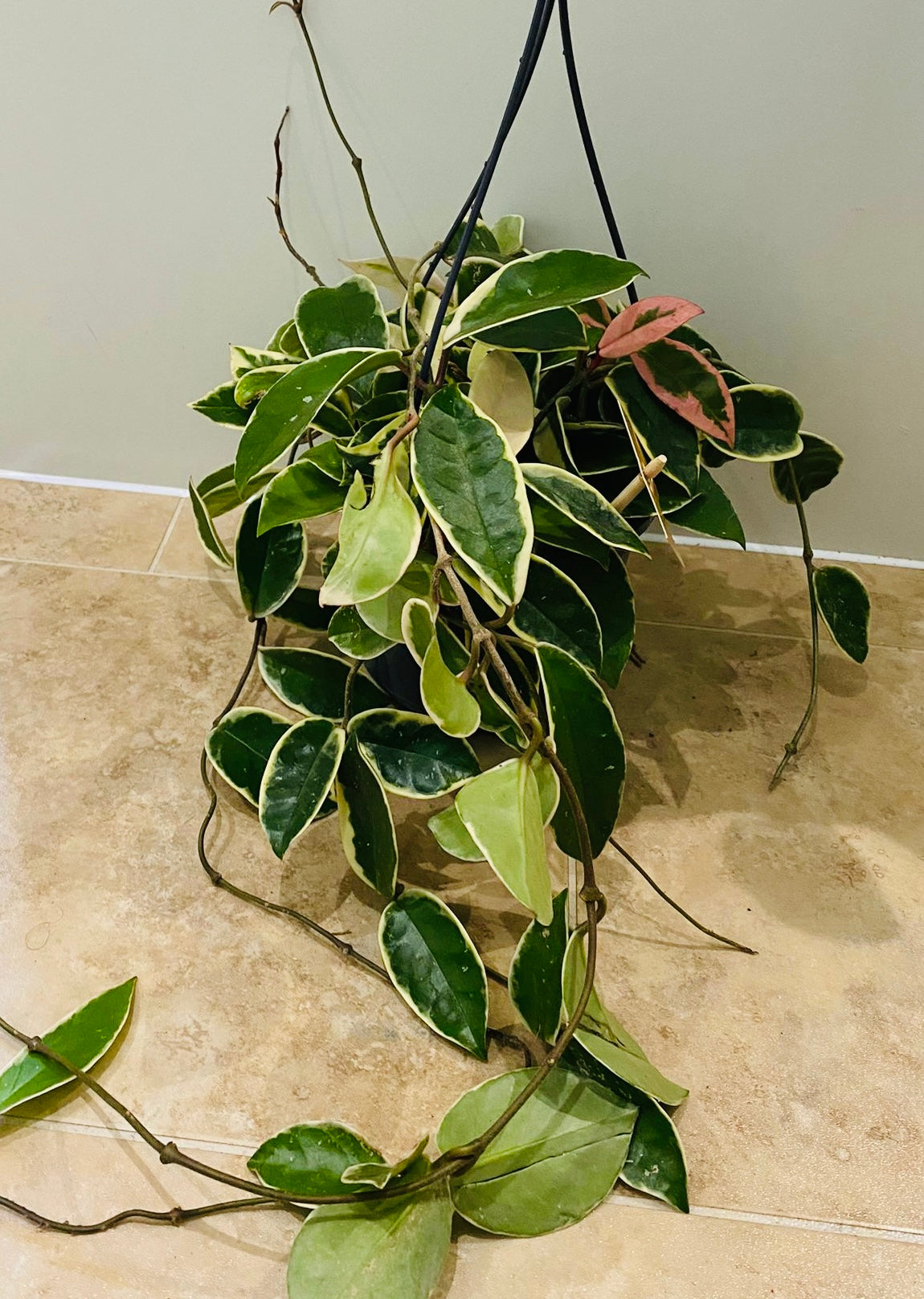 Hoya Carnosa Krimson Queen in 15cm Pot Cassandra's Plants