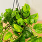 Epipremnum 'Global Green' Pothos 15cm Hanging Pot Cassandra's Plants