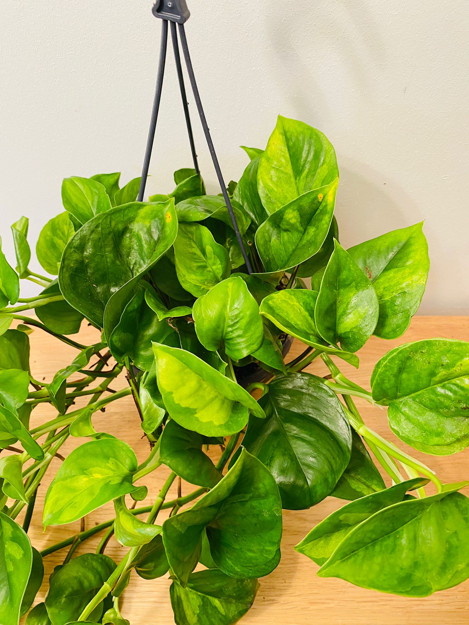 Epipremnum 'Global Green' Pothos 15cm Hanging Pot Cassandra's Plants