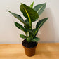 Dieffenbachia Green Magic 12cm pot Cassandra's Plants