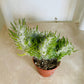 Austrocylindropuntia Vestita fma. Cristata 5.5cm Pot Cassandra's Plants