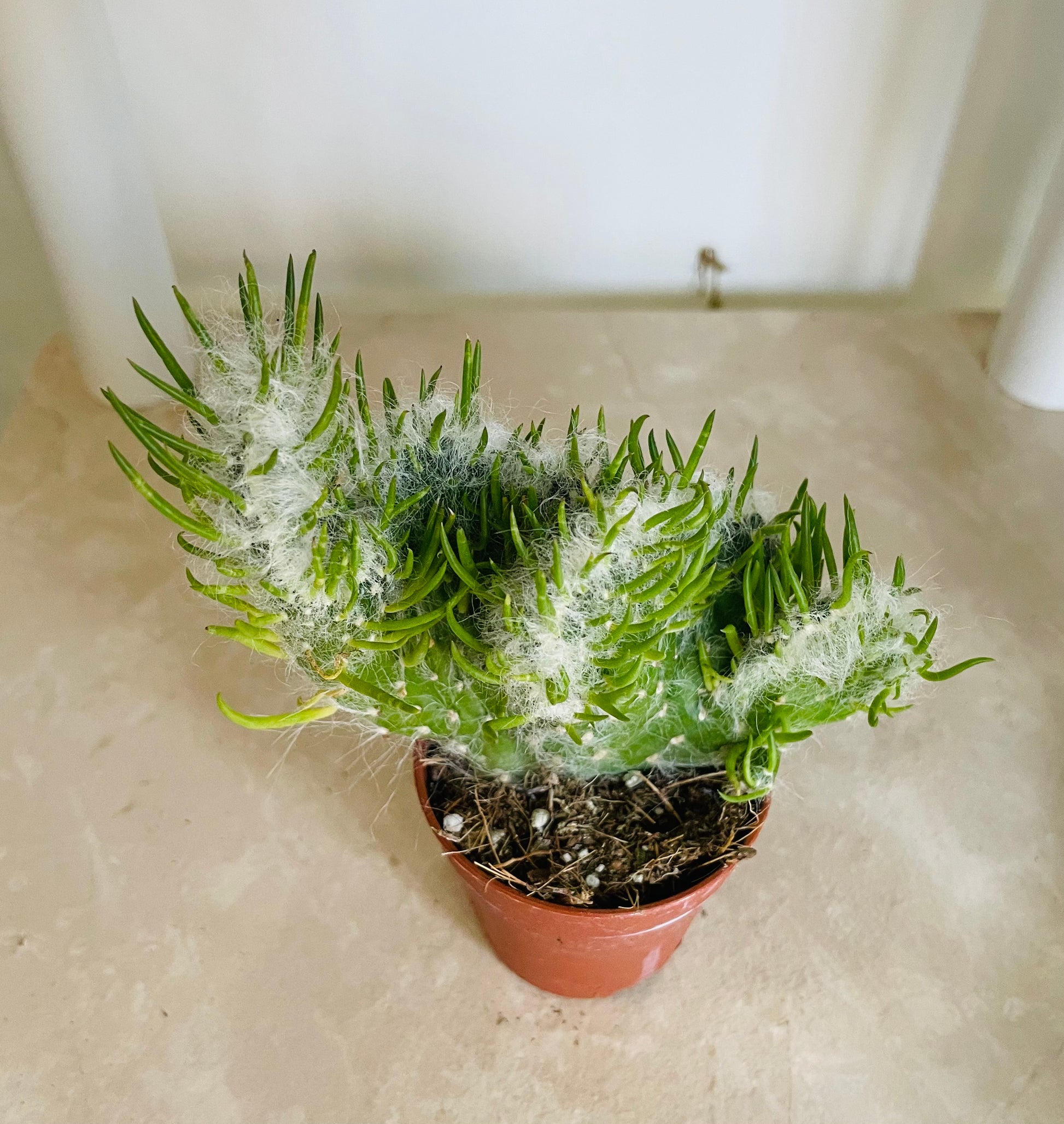 Austrocylindropuntia Vestita fma. Cristata 5.5cm Pot Cassandra's Plants