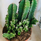 Cereus Florida Fairy Castle 14cm Pot Cassandra's Plants