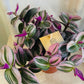 Tradescantia Nanouk Cassandra's Plants