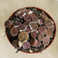 Lithops Aucampiea Dark Red wine Cassandra's Plants