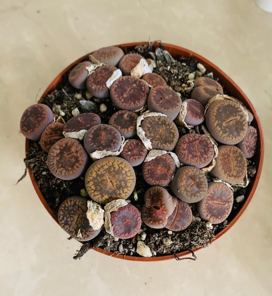 Lithops Aucampiea Dark Red wine Cassandra's Plants