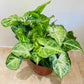 Syngonium Podophyllum White Butterfly in a 12 cm pot 
