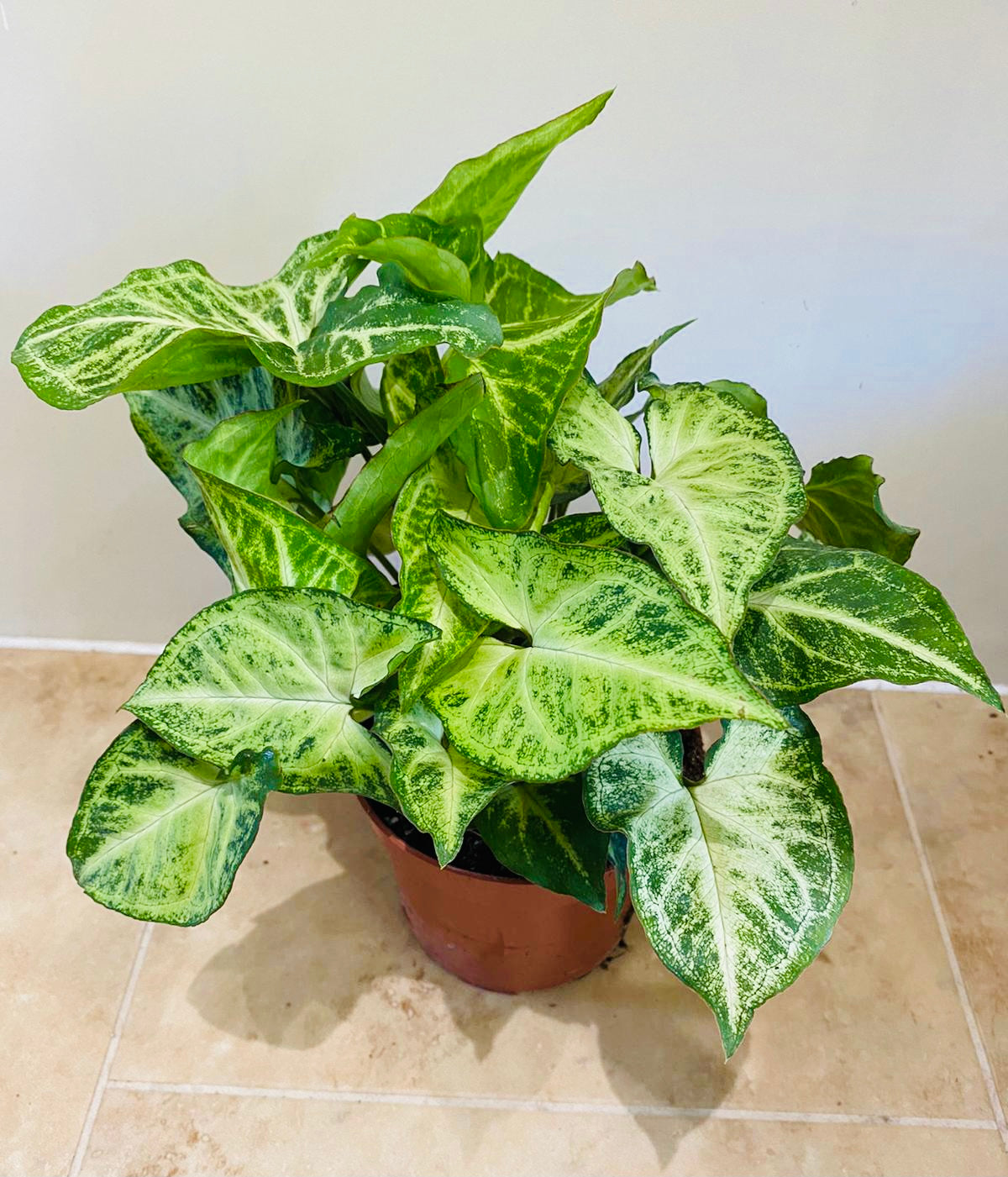 Syngonium Podophyllum White Butterfly in a 12 cm pot 