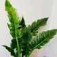  Philodendron Narrow Escape in a 17cm pot Cassandra's Plants