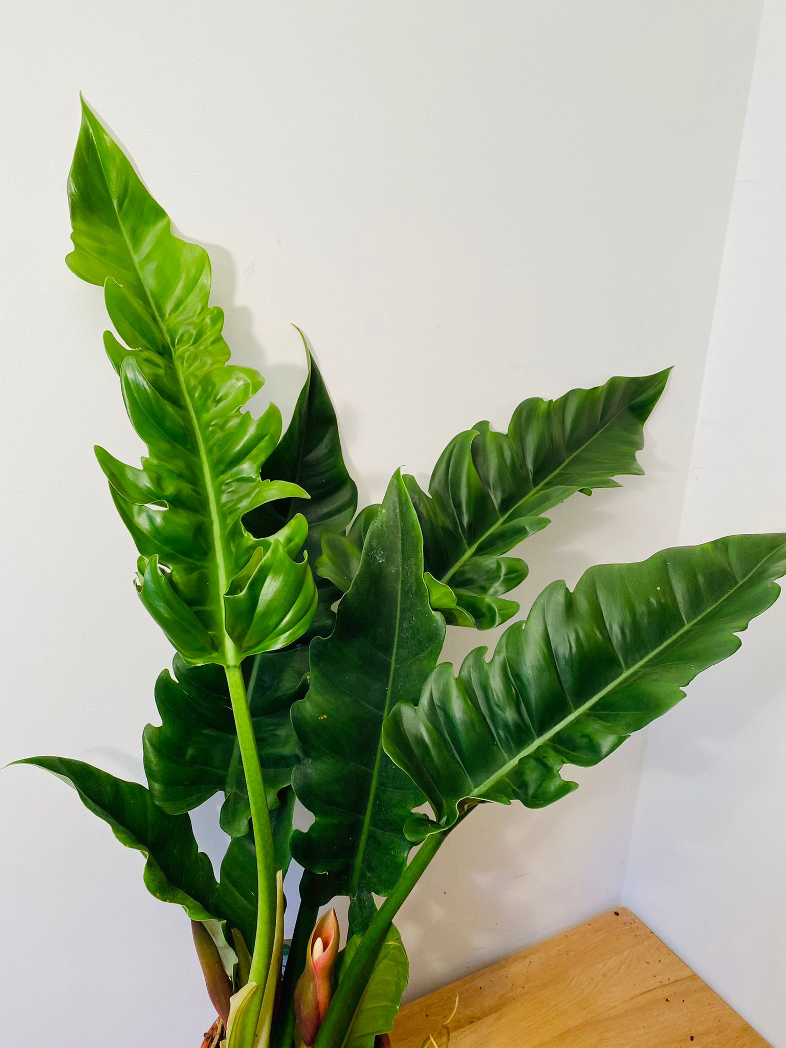  Philodendron Narrow Escape in a 17cm pot Cassandra's Plants