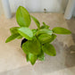 Peperomia Pixie Lime Variegated in a 7cm pot Cassandra'a Plants