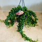 Aeschynanthus Radicans Rasta Lipstick Plant 15cm Hanging Pot Cassandra's Plants