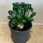 Albuca Spiralis Corkscrew 12cm Pot Cassandra's Plants