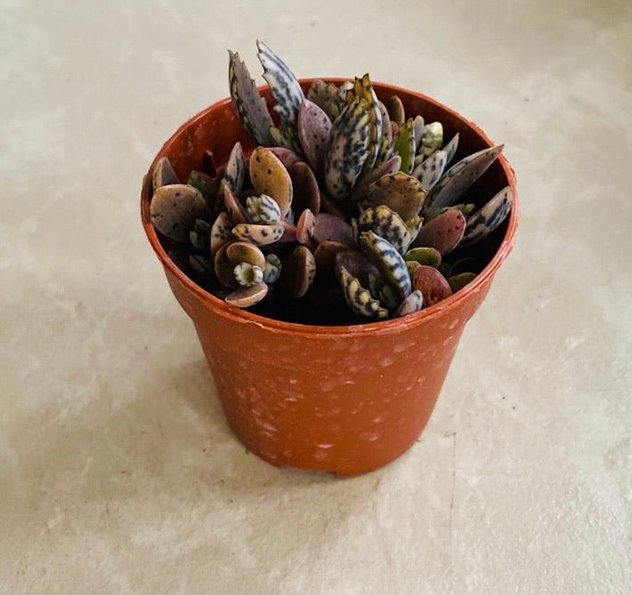 Kalanchoe Daigremontiana Mother Of Millions Tiger Stripe 5.5 cm Pot Cassandra's Plants