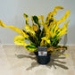 Codiaeum Mammi Croton 12cm Pot Cassandra's Plants