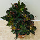 Begonia Escargot Green 12cm Pot Cassandra's Plants
