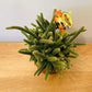 Rhipsalis Pilocarpa Cassandra's Plants