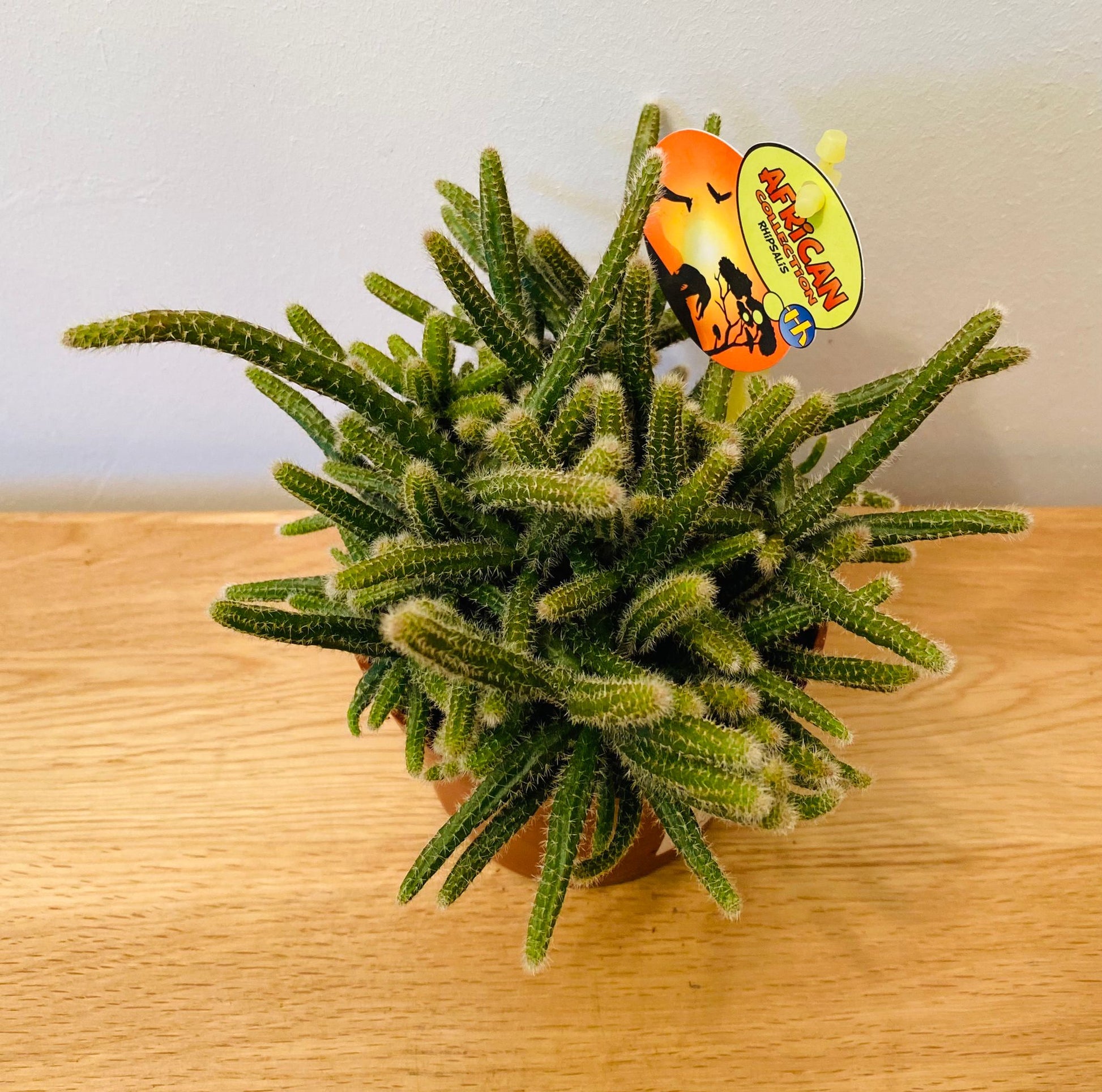 Rhipsalis Pilocarpa Cassandra's Plants