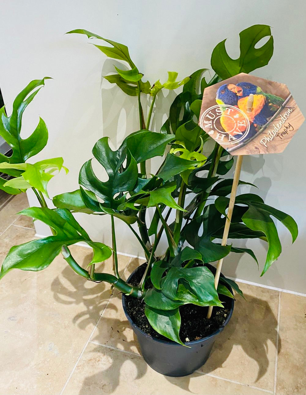 Rhaphidophora Tetrasperma 'Monstera Minima" 15cm Pot Cassandra's Plants