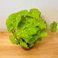 Begonia Rex “Lima Love” 12cm Pot Cassandra's Plants